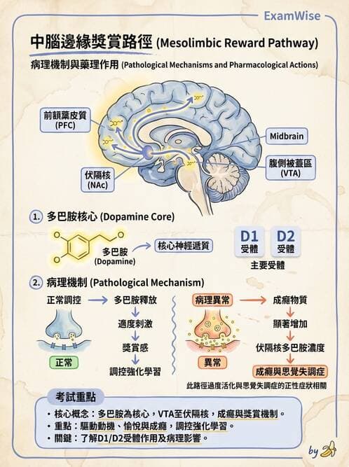 護理師 - 神經傳導、突觸與反射 - AI 圖文解析預覽