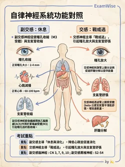 護理師 - 腦功能、自主神經與感覺 - AI 圖文解析預覽