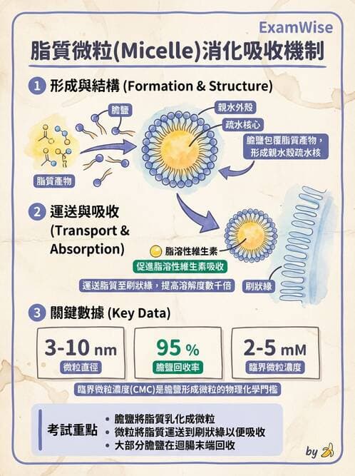護理師 - 消化系統 - AI 圖文解析預覽