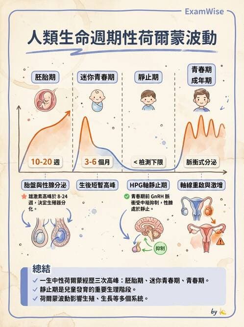 護理師 - 生殖系統 - AI 圖文解析預覽