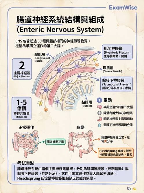 護理師 - 消化系統 - AI 圖文解析預覽