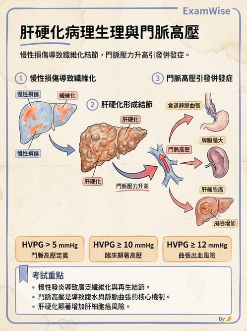 護理師 - 消化及肝膽/胰系統 - AI 圖文解析預覽