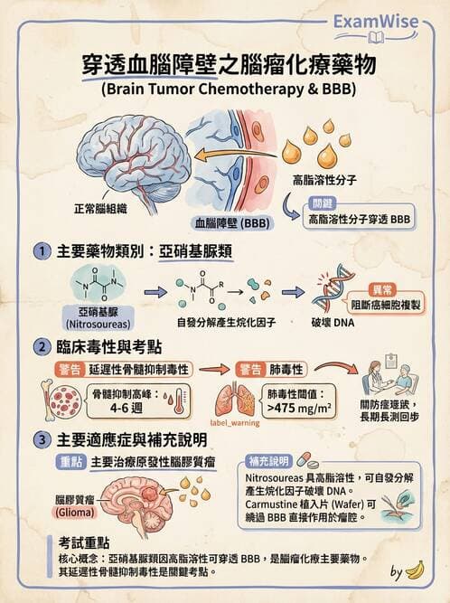 護理師 - 化學治療與免疫調節藥物 - AI 圖文解析預覽