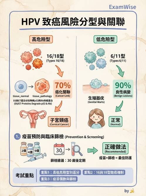護理師 - DNA 病毒與肝炎病毒 - AI 圖文解析預覽