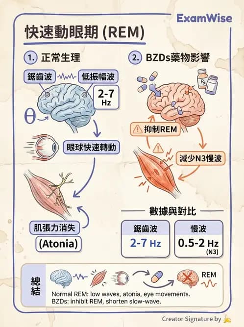 醫檢師 - 神經肌肉與睡眠檢查 - AI 圖文解析預覽