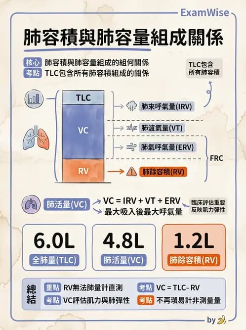醫檢師 - 肺功能基礎與指標 - AI 圖文解析預覽