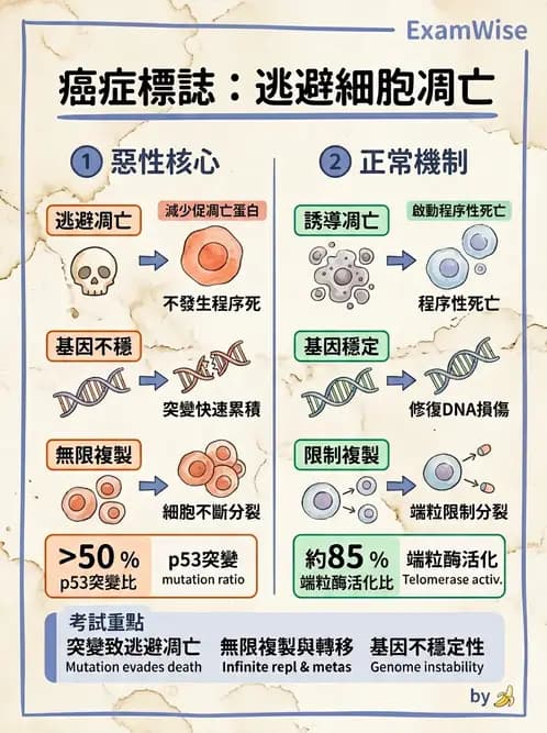 醫檢師 - 腫瘤概論 - AI 圖文解析預覽