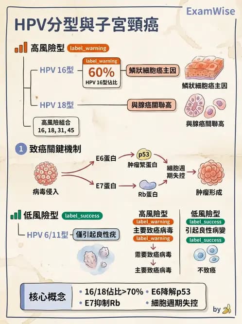 醫檢師 - 乳房及女性生殖疾病 - AI 圖文解析預覽