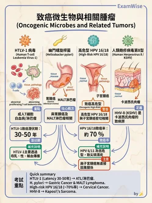 醫檢師 - 腫瘤概論 - AI 圖文解析預覽
