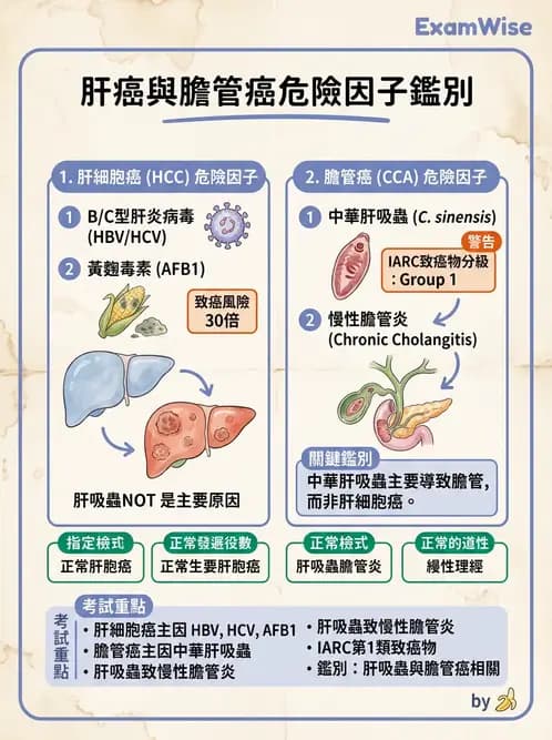 醫檢師 - 消化肝膽疾病 - AI 圖文解析預覽