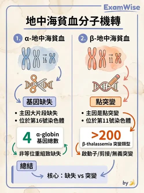 醫檢師 - 溶血性貧血與血色素病變 - AI 圖文解析預覽
