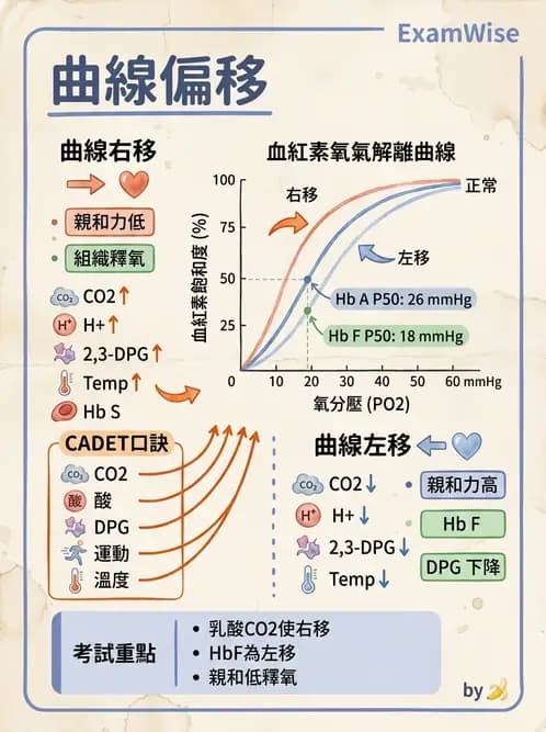 醫檢師 - 紅血球生理與形態 - AI 圖文解析預覽