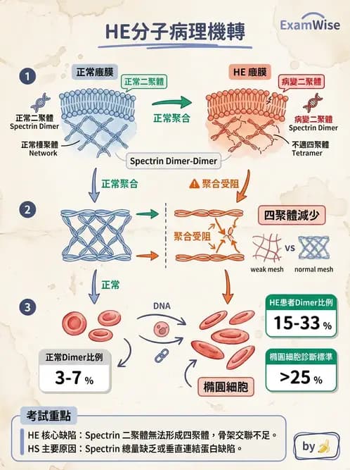 醫檢師 - 溶血性貧血與血色素病變 - AI 圖文解析預覽