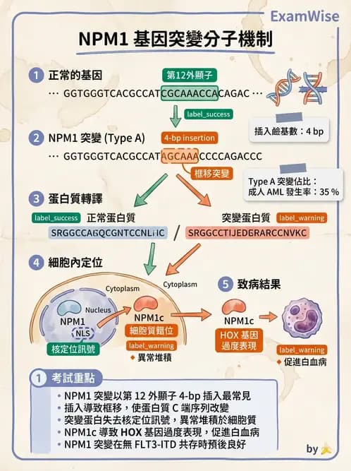 醫檢師 - 急性白血病 - AI 圖文解析預覽