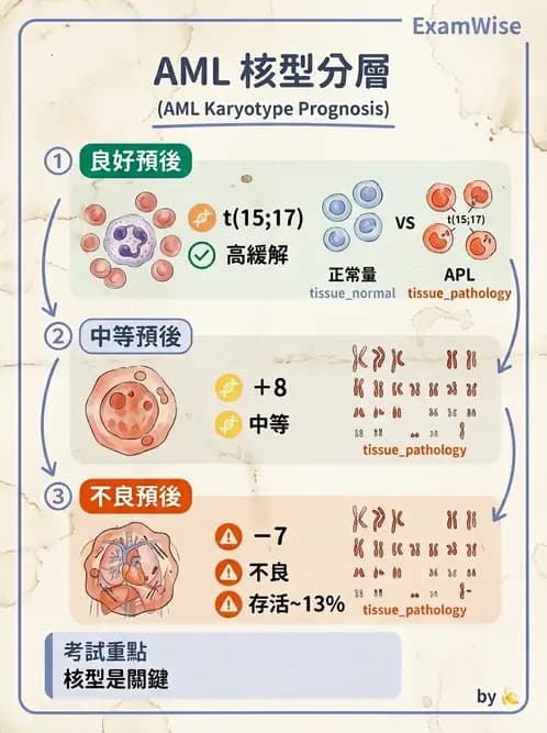 醫檢師 - 急性白血病 - AI 圖文解析預覽