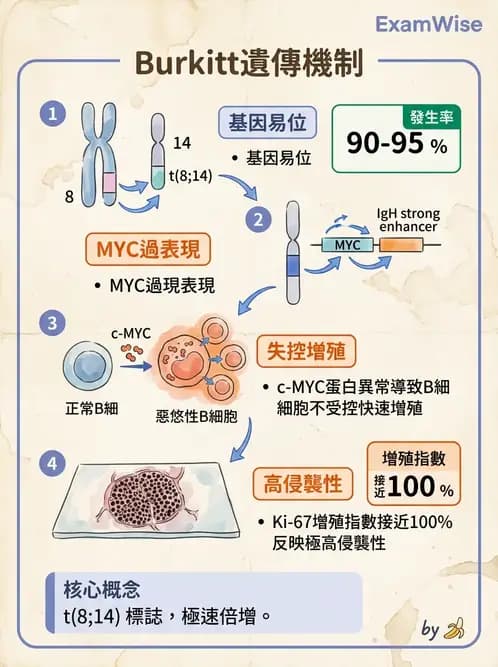醫檢師 - 淋巴瘤、漿細胞疾病與白血球異常 - AI 圖文解析預覽