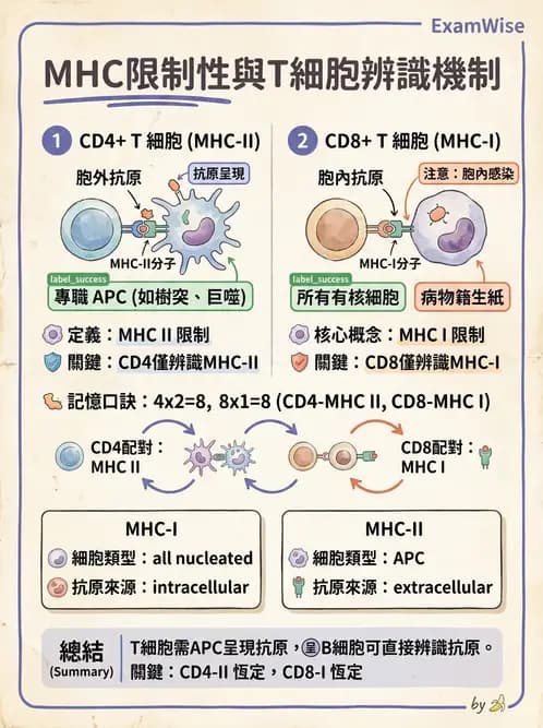 醫檢師 - 白血球生理與形態 - AI 圖文解析預覽