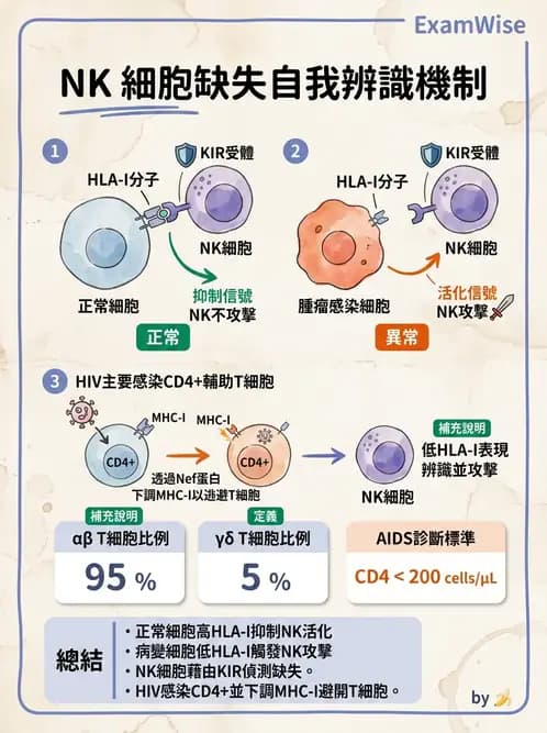 醫檢師 - 白血球生理與形態 - AI 圖文解析預覽