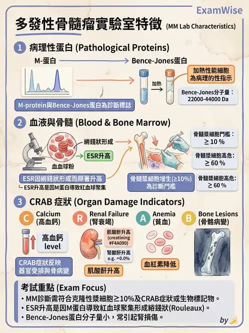 醫檢師 - 淋巴瘤、漿細胞疾病與白血球異常 - AI 圖文解析預覽