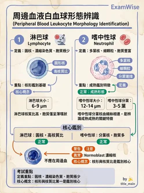 醫檢師 - 白血球生理與形態 - AI 圖文解析預覽