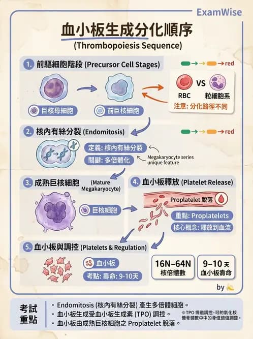 醫檢師 - 血小板與止血生理 - AI 圖文解析預覽