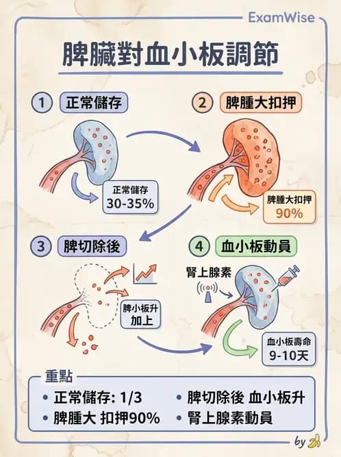 醫檢師 - 血小板與止血生理 - AI 圖文解析預覽