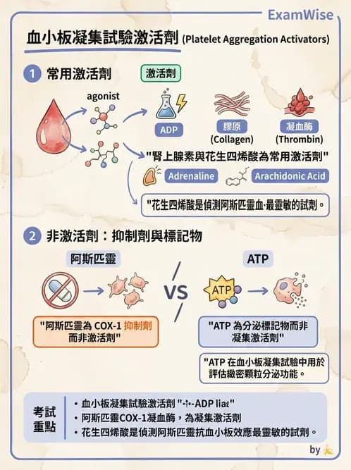 醫檢師 - 血小板與止血生理 - AI 圖文解析預覽