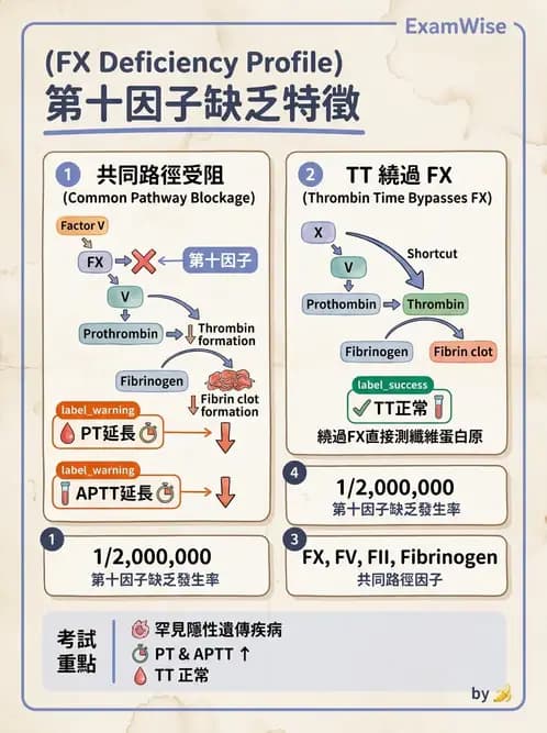 醫檢師 - 凝血因子與凝血檢驗 - AI 圖文解析預覽