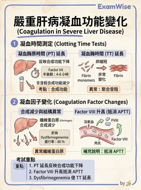 醫檢師 - 出血性疾病與檢驗 - AI 圖文解析預覽