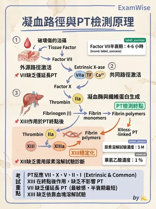醫檢師 - 凝血因子與凝血檢驗 - AI 圖文解析預覽