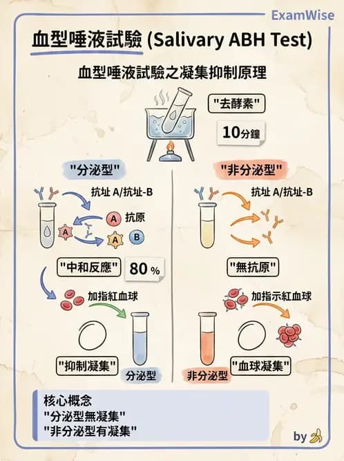 醫檢師 - 紅血球抗原與血型系統 - AI 圖文解析預覽
