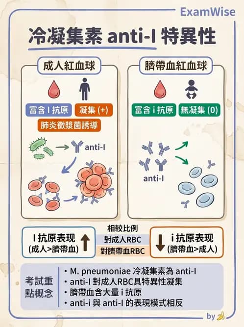 醫檢師 - 紅血球抗原與血型系統 - AI 圖文解析預覽