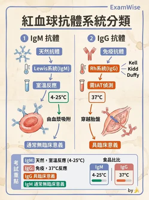 醫檢師 - 紅血球抗原與血型系統 - AI 圖文解析預覽
