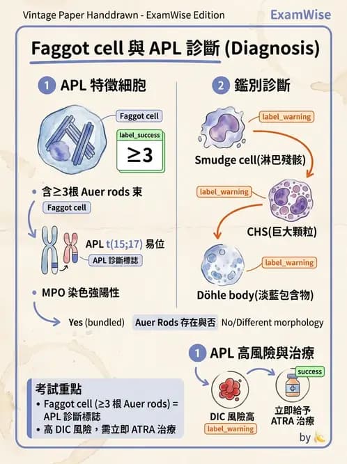 醫檢師 - 急性白血病 - AI 圖文解析預覽