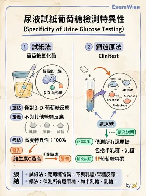 醫檢師 - 尿液化學檢驗 - AI 圖文解析預覽