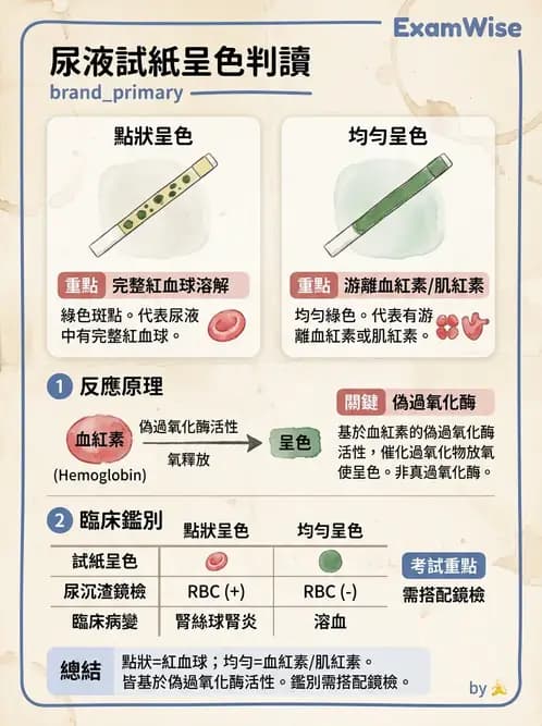 醫檢師 - 尿液化學檢驗 - AI 圖文解析預覽