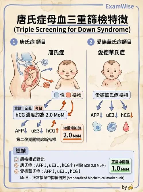 醫檢師 - 懷孕試驗 - AI 圖文解析預覽