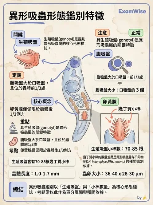 醫檢師 - 寄生蟲檢查-蠕蟲類 - AI 圖文解析預覽