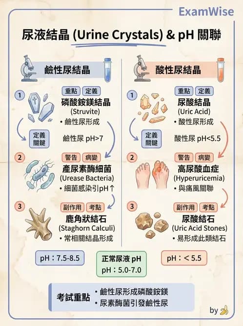 醫檢師 - 尿沉渣鏡檢與物理檢查 - AI 圖文解析預覽