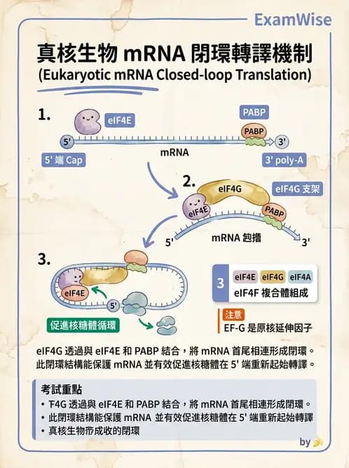 醫檢師 - 基礎分子生物學 - AI 圖文解析預覽