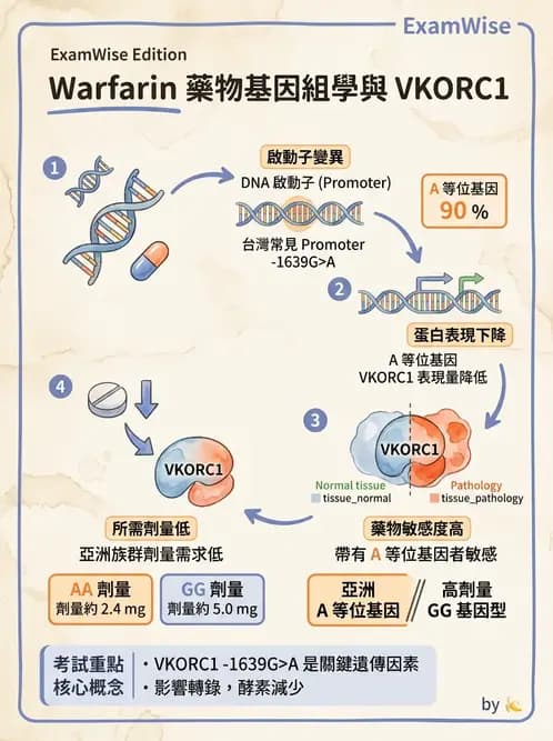醫檢師 - 藥物相關基因檢測 - AI 圖文解析預覽