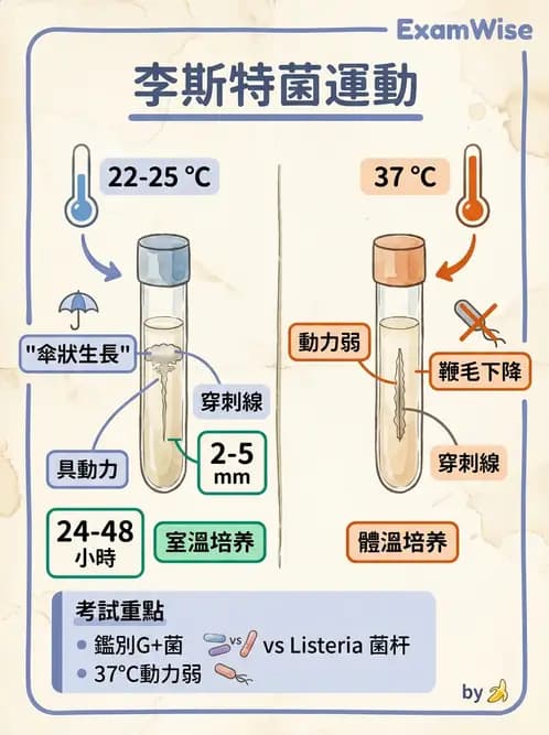 醫檢師 - 鏈球菌與其他革蘭氏陽性桿菌 - AI 圖文解析預覽