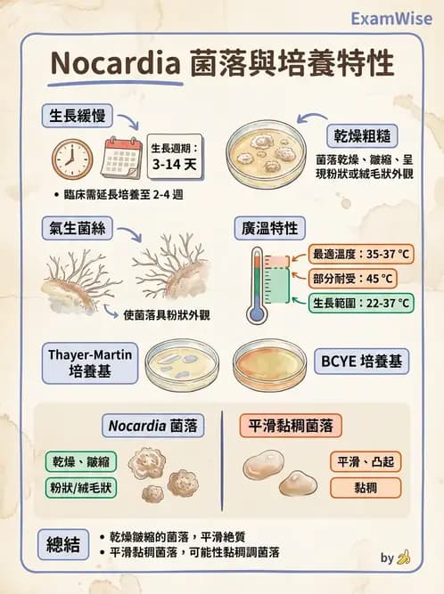 醫檢師 - 鏈球菌與其他革蘭氏陽性桿菌 - AI 圖文解析預覽