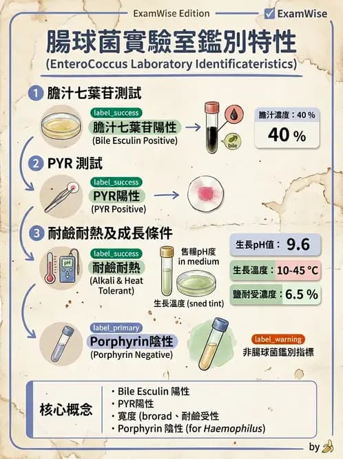 醫檢師 - 葡萄球菌與腸球菌 - AI 圖文解析預覽