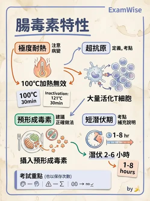醫檢師 - 葡萄球菌與腸球菌 - AI 圖文解析預覽