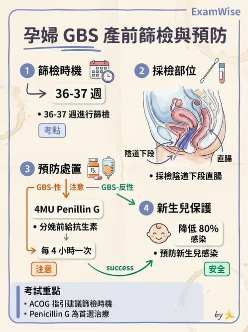 醫檢師 - 鏈球菌與其他革蘭氏陽性桿菌 - AI 圖文解析預覽