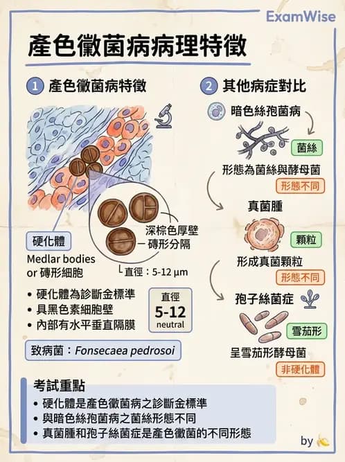 醫檢師 - 皮膚與皮下真菌感染 - AI 圖文解析預覽
