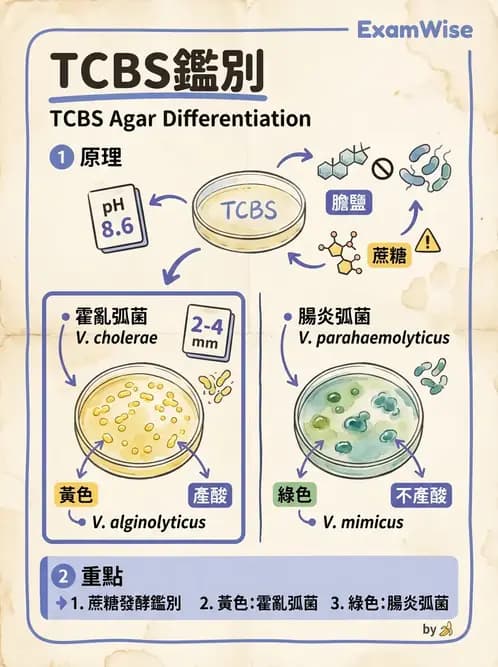 醫檢師 - 弧菌、氣單胞菌與彎曲菌 - AI 圖文解析預覽