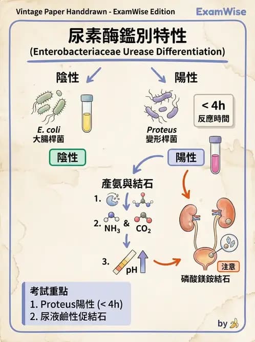 醫檢師 - 其他腸內菌科 - AI 圖文解析預覽