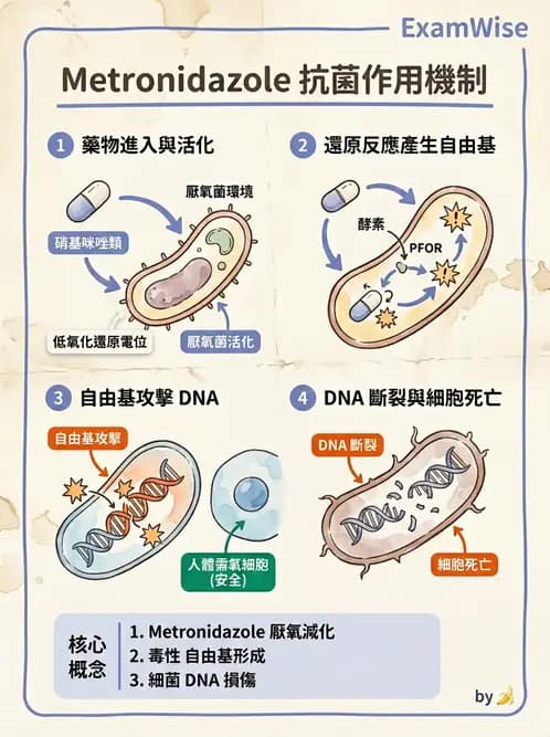 醫檢師 - 抗微生物製劑 - AI 圖文解析預覽